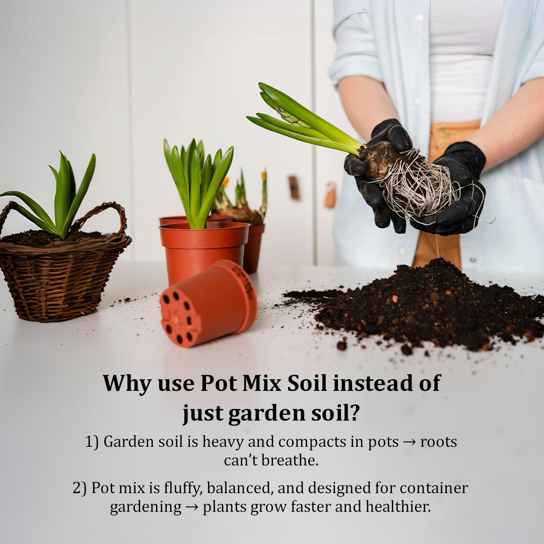 काला सोना पोटिंग मिट्टी मिश्रण - 5 किलोग्राम 