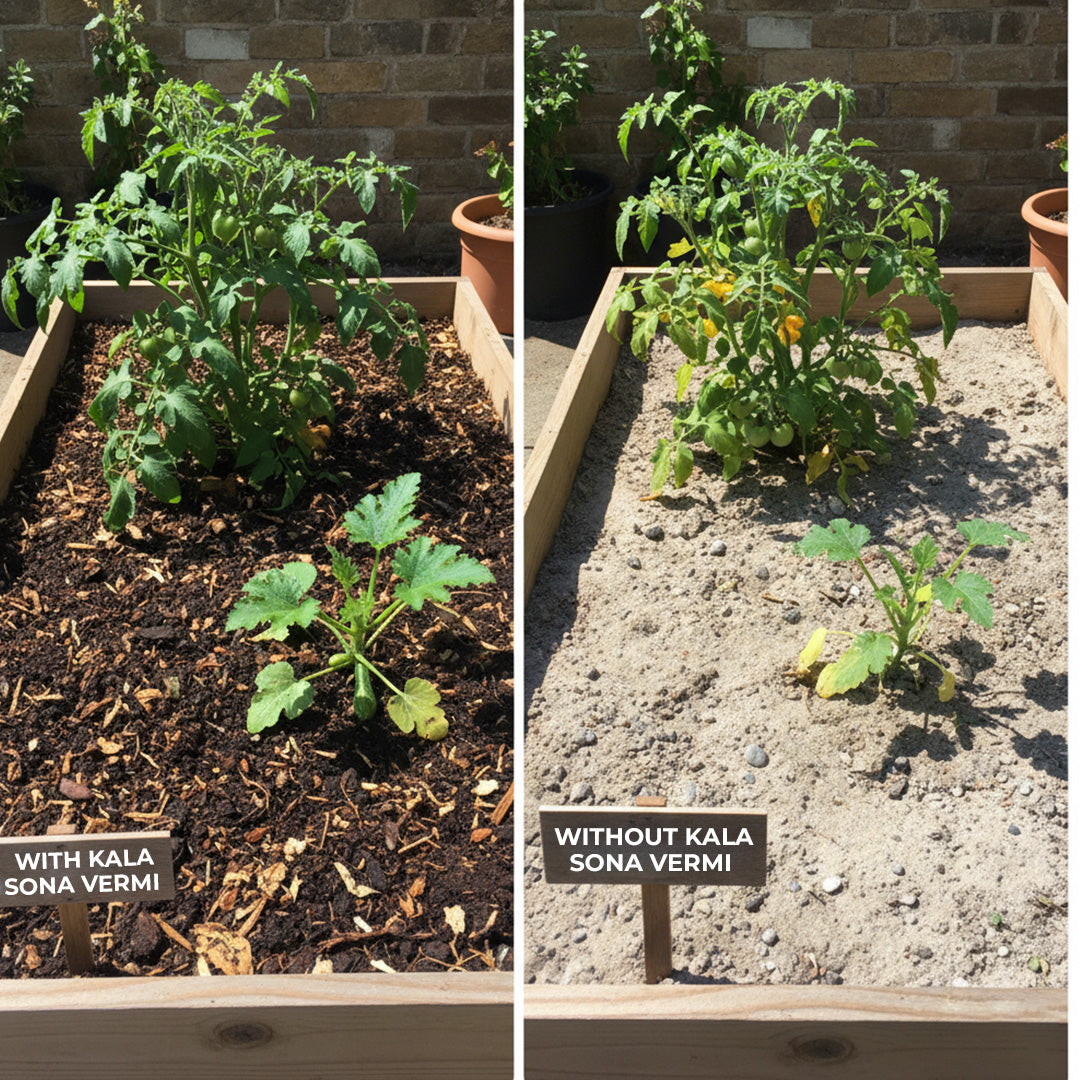 काला सोना वर्मीकम्पोस्ट - 5 किलोग्राम 